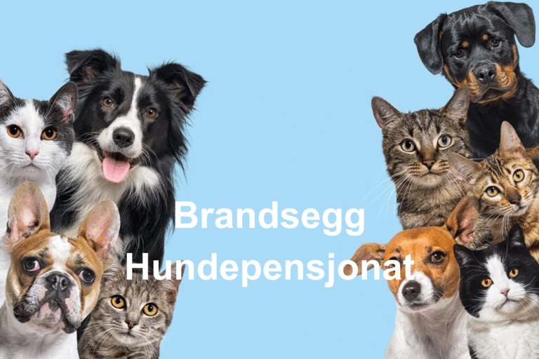 Brandsegg Hundepensjonat  768x512
