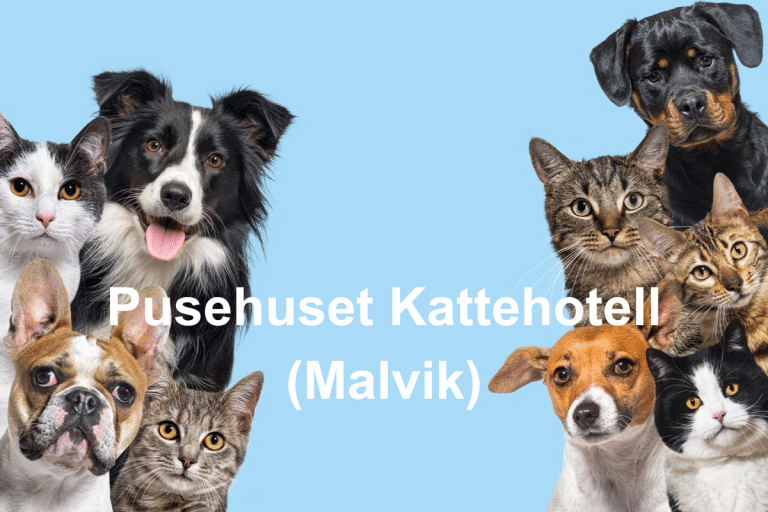 Malvik Kattehotell Den Hoye Hale  1 768x512