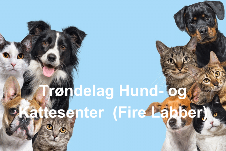 Trondelag Hund og Kattesenter Fire Labber 768x512