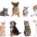 Katt og hundepensjonat i Oslo og Akershus
